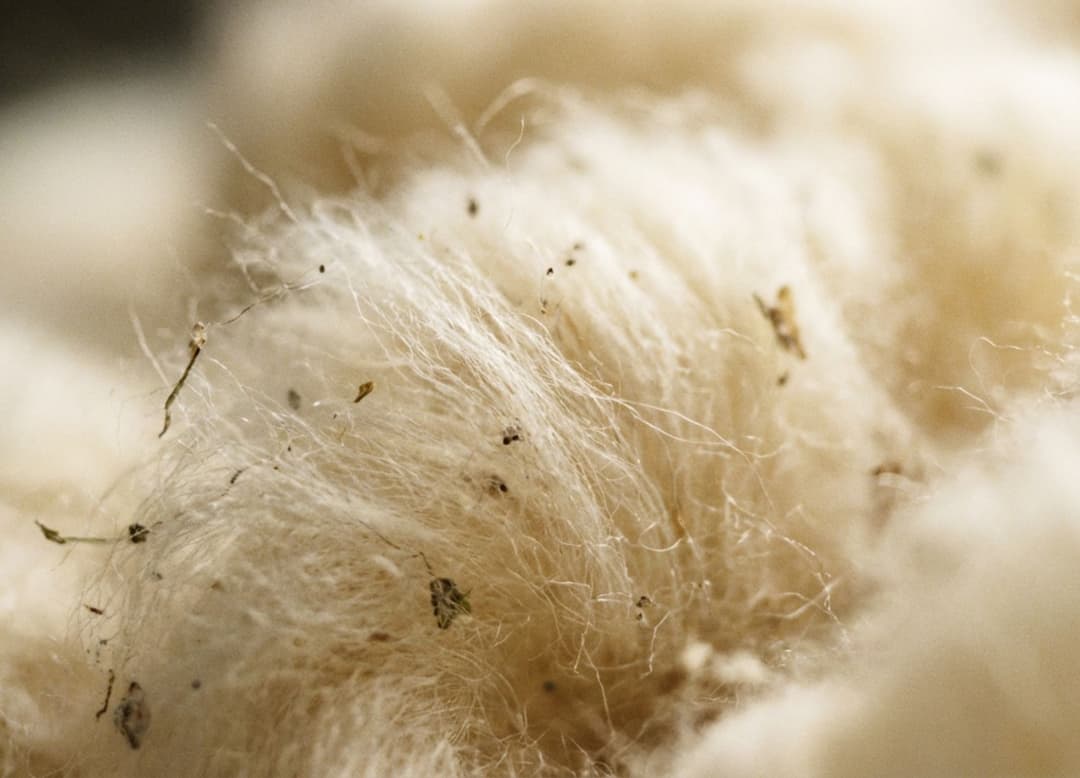 Macro argentique extrême sur des fibres de cachemire fraîchement récoltées, avec une profondeur de champ très réduite et un grain fin visible.